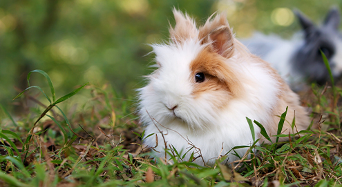 découvrez les meilleures pratiques pour une alimentation saine de votre lapin en 2025. conseils, aliments recommandés et astuces pour garantir la santé et le bien-être de votre petit compagnon.