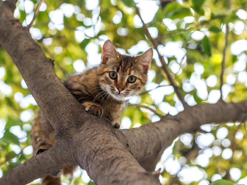 Que fait un chat perdu : comportement, réflexes et astuces pour le retrouver