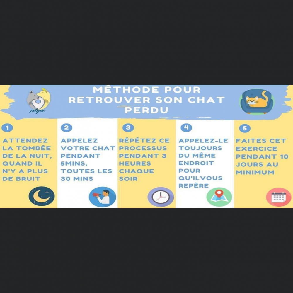 découvrez les comportements typiques d'un chat perdu et des astuces efficaces pour le retrouver rapidement et en toute sécurité.
