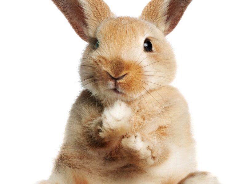 Tout savoir sur les dents des lapins : entretien, croissance et problèmes courants