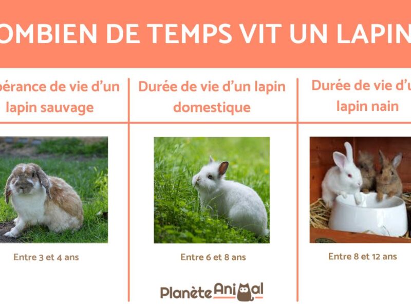 Combien d’années vit un lapin nain ?
