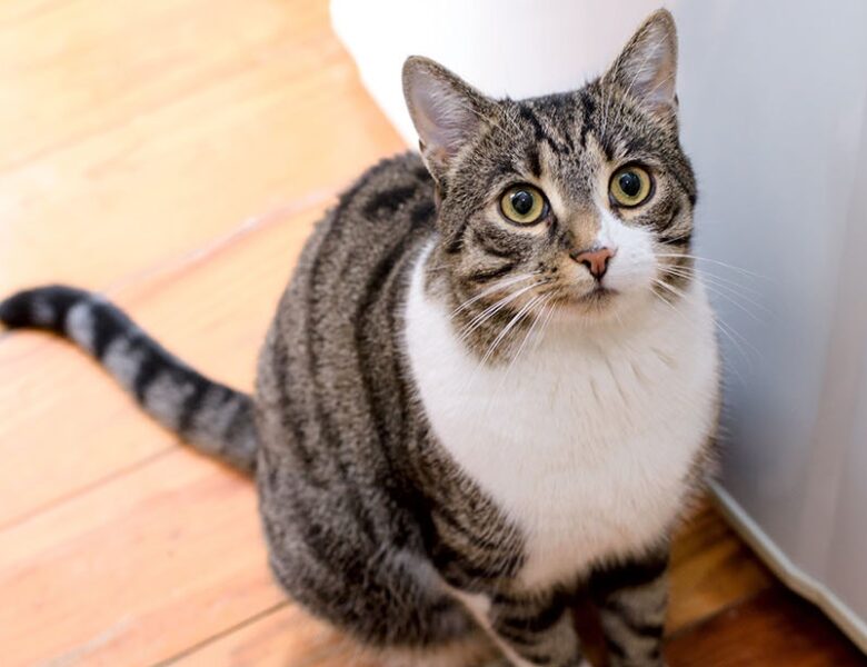 Comment éduquer un chat efficacement : conseils et méthodes pour 2025