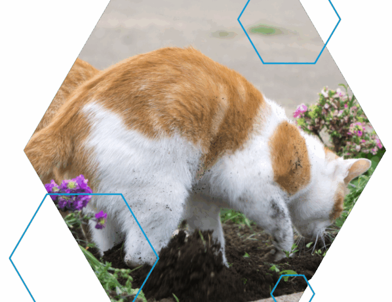 Comment éloigner efficacement les chats envahissants de votre jardin en 2025 ?