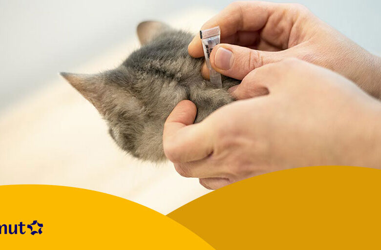 Comment enlever les puces d’un chat sans utiliser de produits chimiques ?