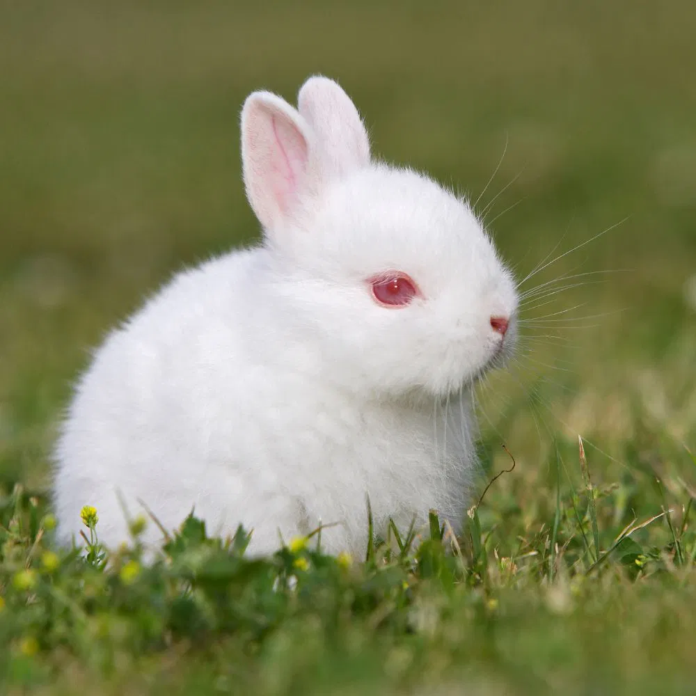 découvrez notre guide complet 2025 pour choisir la race de lapin idéale, avec conseils pratiques et informations détaillées pour bien démarrer.