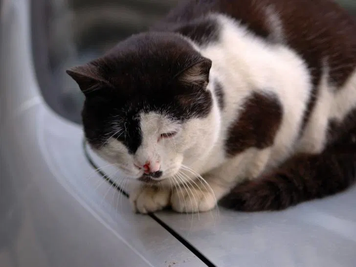 Leucose féline : comprendre la maladie et protéger votre chat en 2025