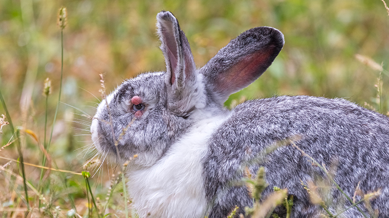 découvrez comment identifier les principales maladies du lapin et apprenez les meilleures méthodes pour les prévenir efficacement afin d'assurer la santé de votre compagnon.