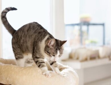 Pourquoi les chats patounent-ils ? Décryptage de ce comportement fascinant