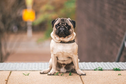 découvrez les races de chiens les plus compatibles avec les chats pour une cohabitation harmonieuse et sans stress entre vos animaux de compagnie.