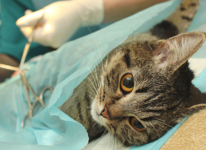 découvrez les meilleurs conseils pour les soins après stérilisation de votre chatte, afin d'assurer une récupération rapide et en toute sécurité.