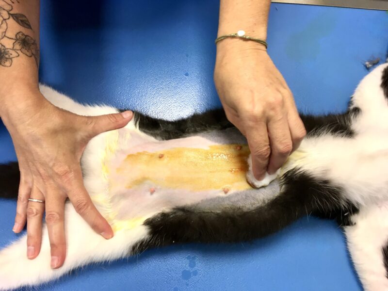 Que faire après la stérilisation d’une chatte : soins, alimentation et comportements à surveiller