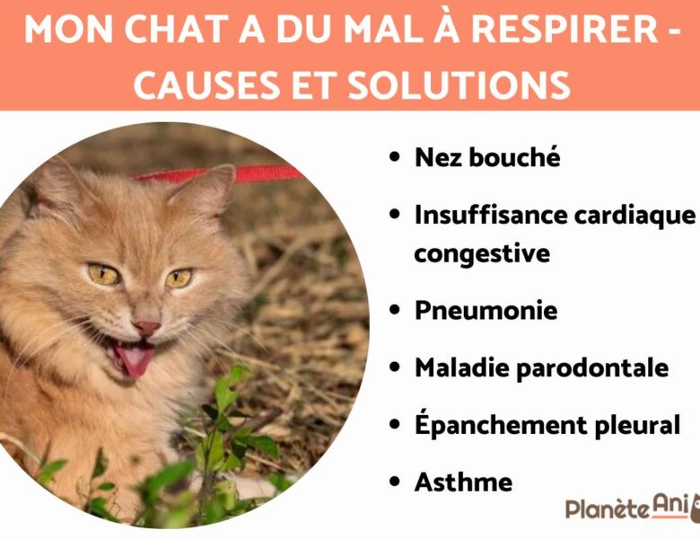 Soulager un chat en détresse respiratoire : gestes simples et efficaces