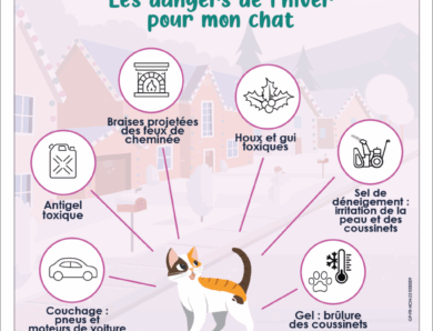 À partir de quelle température un chat commence-t-il à avoir froid ?