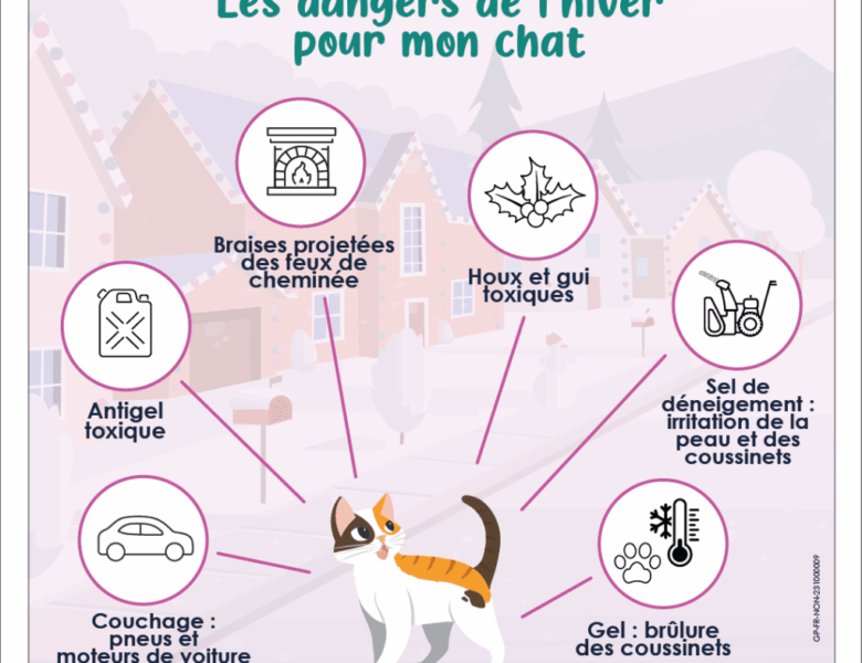 À partir de quelle température un chat commence-t-il à avoir froid ?