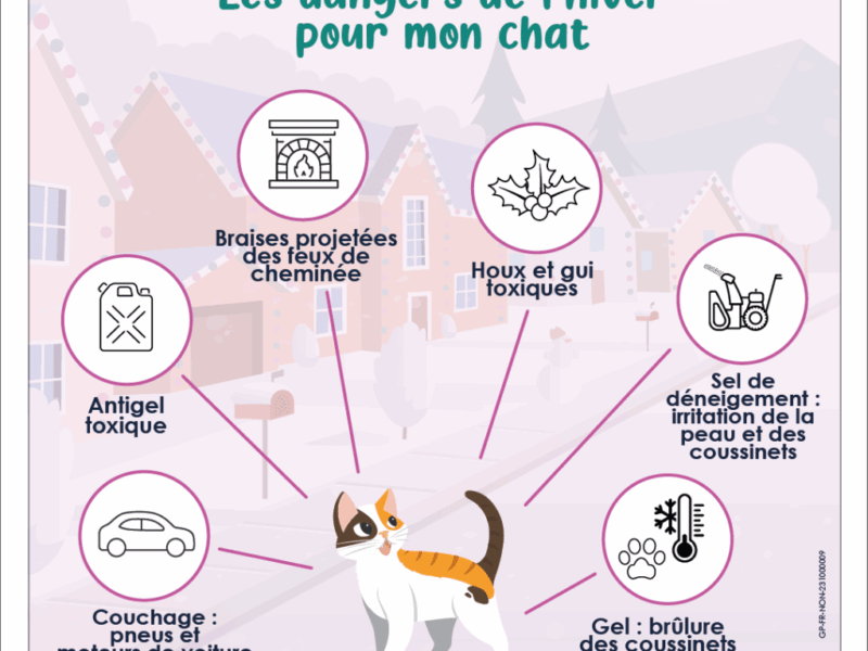 À partir de quelle température un chat commence-t-il à avoir froid ?