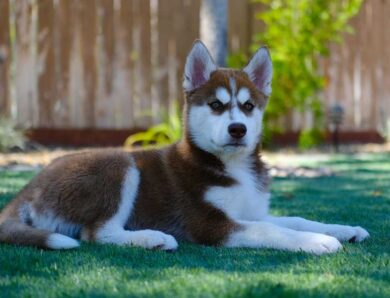 Pourquoi faire castrer son chien : avantages et implications pour sa santé