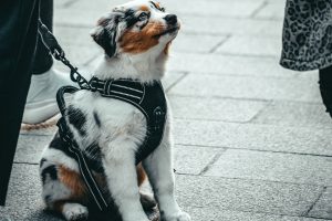 découvrez les causes possibles et les solutions efficaces lorsque votre chien boit trop d'eau en 2025 pour assurer sa santé et son bien-être.