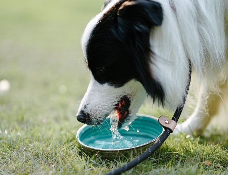 Pourquoi mon chien boit-il autant d&rsquo;eau ? causes et solutions en 2025