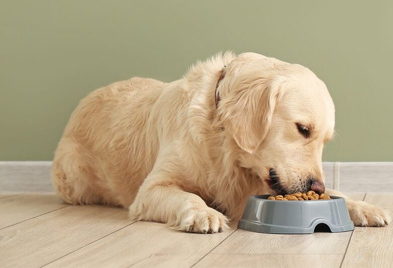 pourquoi mon chien mange-t-il ses excréments et comment réagir en 2025 ?