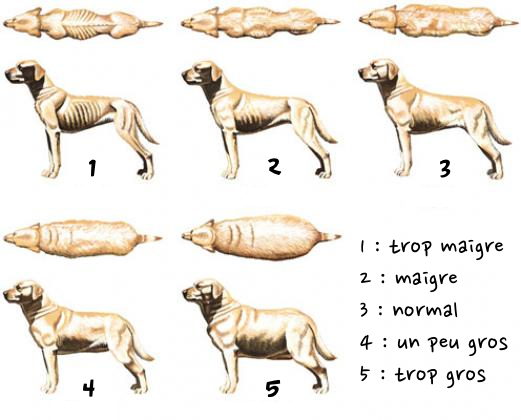 Combien de temps un chien peut-il rester sans manger : ce que vous devez savoir