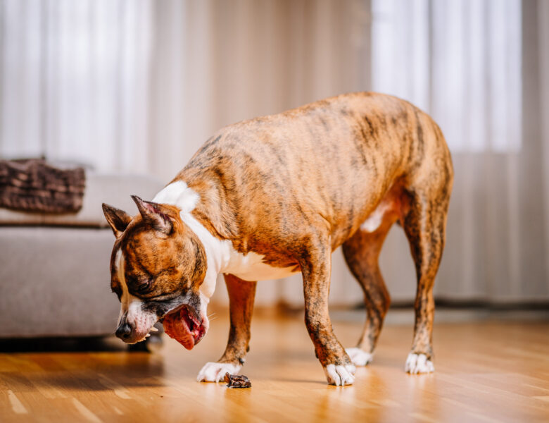 Faire vomir son chien en toute sécurité : les étapes et précautions à suivre en 2025