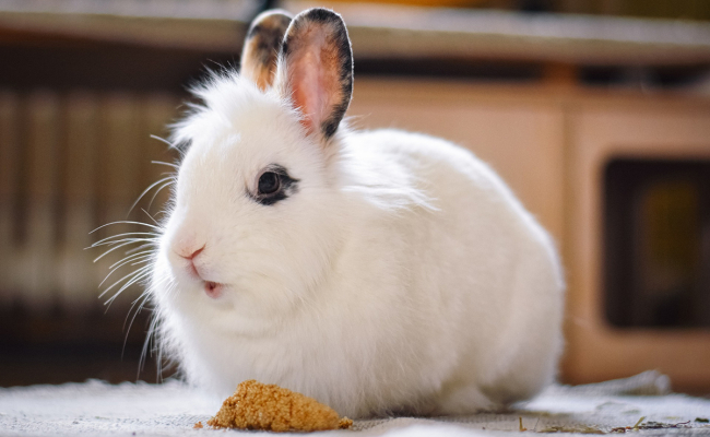 découvrez les raisons pour lesquelles votre lapin tape du pied et apprenez les solutions pour apaiser ce comportement et assurer son bien-être.