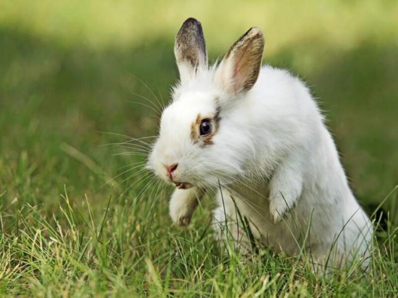 Pourquoi mon lapin tape du pied : causes, comportements et solutions