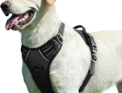 Comment mettre un harnais à son chien facilement étape par étape