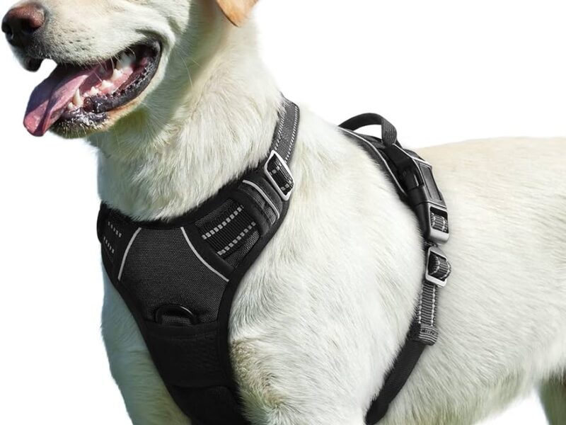Comment mettre un harnais à son chien facilement étape par étape