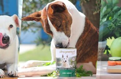 Peut-on donner des pâtes à son chien : conseils et précautions à connaître en 2025