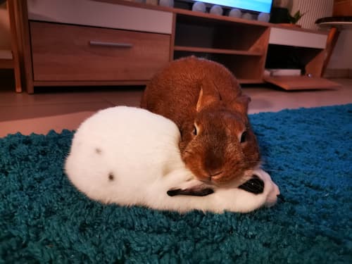 découvrez pourquoi votre lapin vous lèche et ce que ce comportement signifie pour votre relation avec lui. explications sur les gestes affectueux de votre compagnon à longues oreilles.