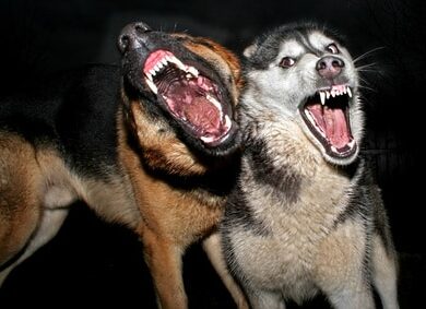 Que faire quand on ne peut plus garder son chien agressif ?