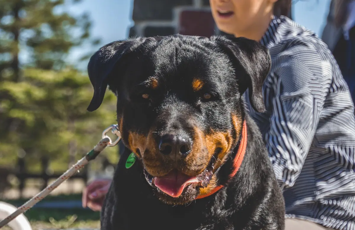 découvrez des conseils pratiques et des solutions efficaces pour gérer un chien agressif en toute sécurité et améliorer son comportement.