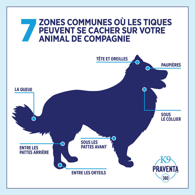 découvrez les méthodes efficaces pour retirer une tique de votre chien en toute sécurité et prévenir les infections.