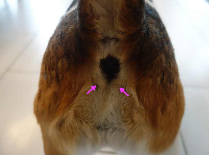 Comment vider facilement les glandes anales de son chien à la maison ?